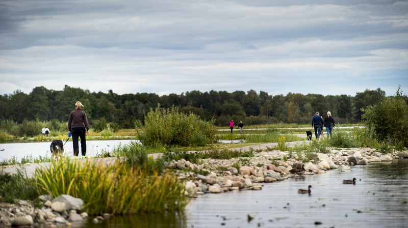 Promenad vid Rynningeviken, Örebro personer är ute och går längs med vattnet två personer går med hundar.